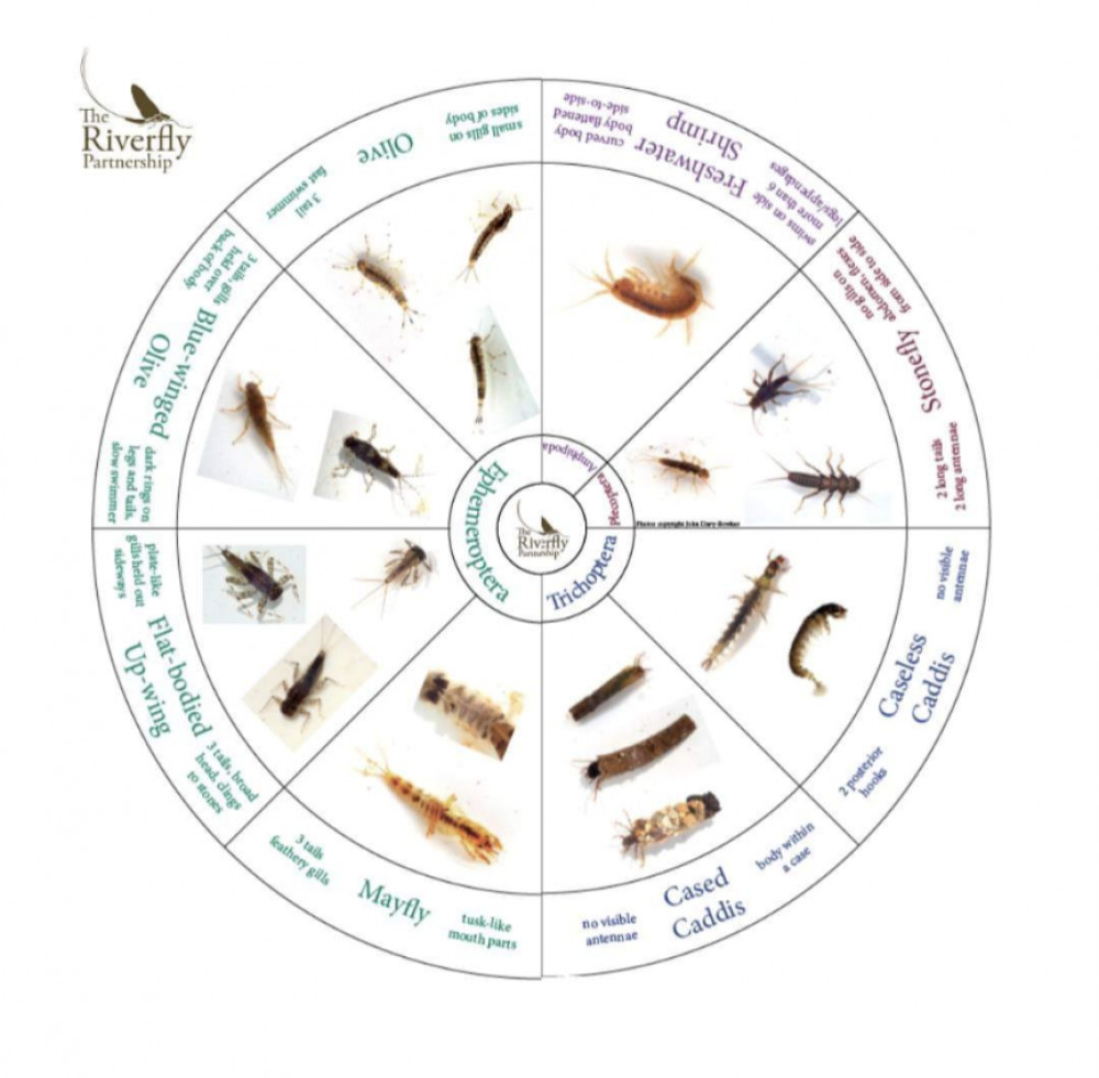 Help Friends of the River Frome Monitor Riverfly Help Friends of the River Frome Monitor Riverfly