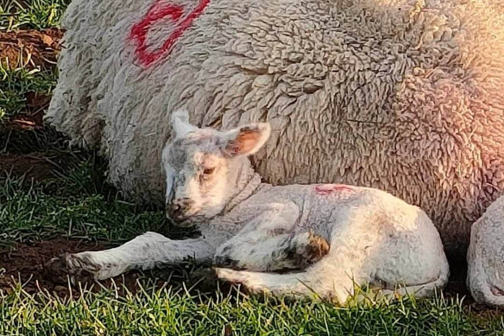 Bottle feed the lambs.