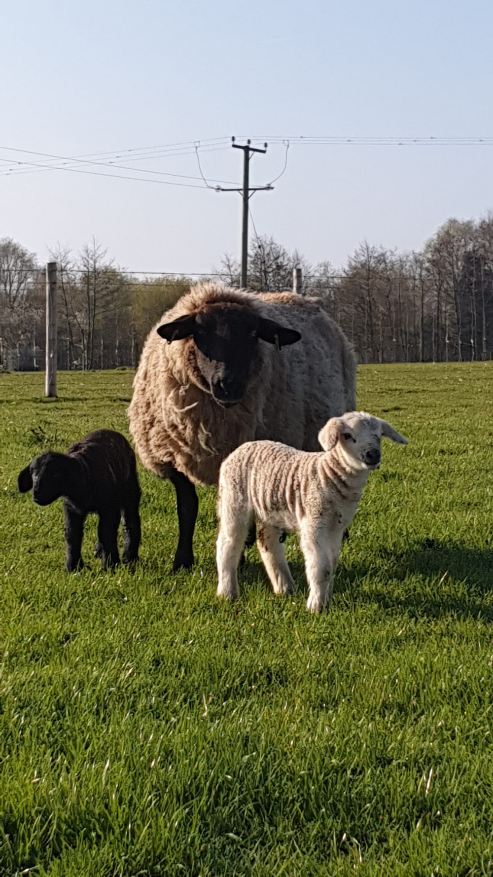 Lakemore Farm Park at Haslington was due to reopen for the season today (Good Friday) . (Stock photo - Lakemore Farm Park) Lakemore Farm Park at Haslington was due to reopen for the season today (Good Friday) . (Stock photo - Lakemore Farm Park)