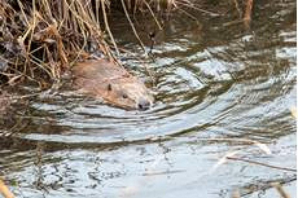 RSPB Talk: Urban Beaver Reintroduction in London