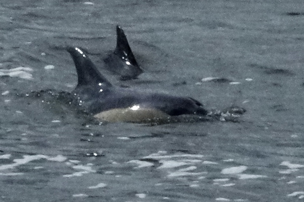 Dolphins at Teddington Lock (Image supplied) Dolphins at Teddington Lock (Image supplied)