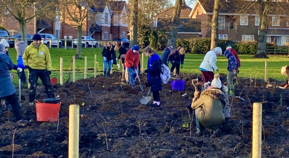 Ashby's Tiny Forest was planted at Western Park last winter. Photo: Ashby Nub News