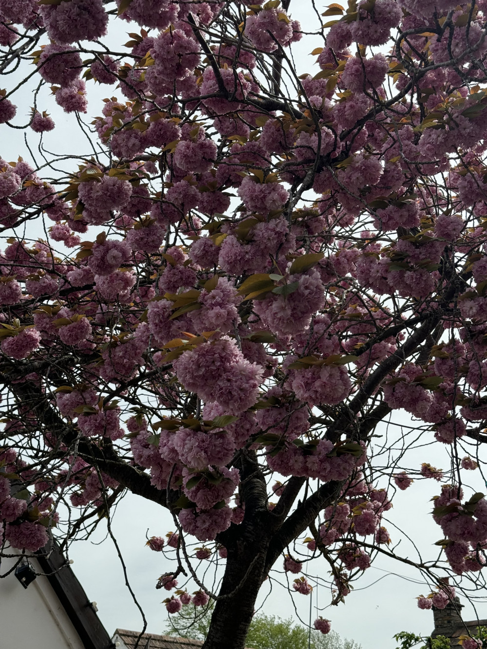 Blooming Marvellous: Catch Letchworth's wonderful cherry blossom in bloom while you can this spring. PICTURE: Letchworth Nub News visited The Wynd recently to take in the wonderful cherry blossom - why not catch the lovely sight while you can. CREDIT: Letchworth Nub News  