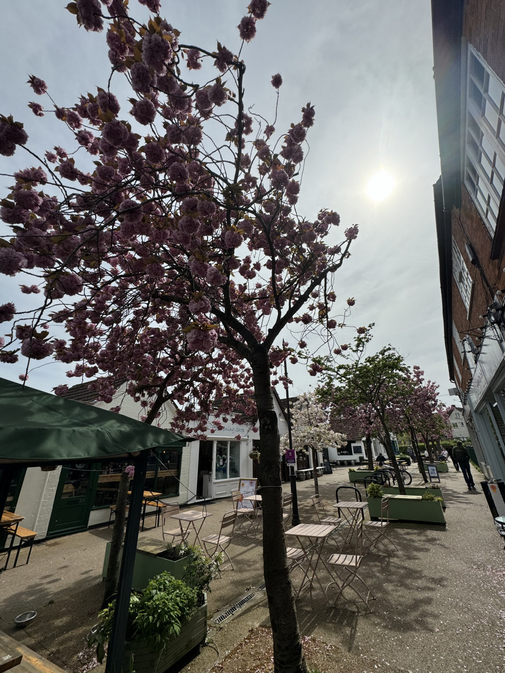 Blooming Marvellous: Catch Letchworth's wonderful cherry blossom in bloom while you can this spring. PICTURE: Letchworth Nub News visited The Wynd recently to take in the wonderful cherry blossom - why not catch the lovely sight while you can. CREDIT: Letchworth Nub News  