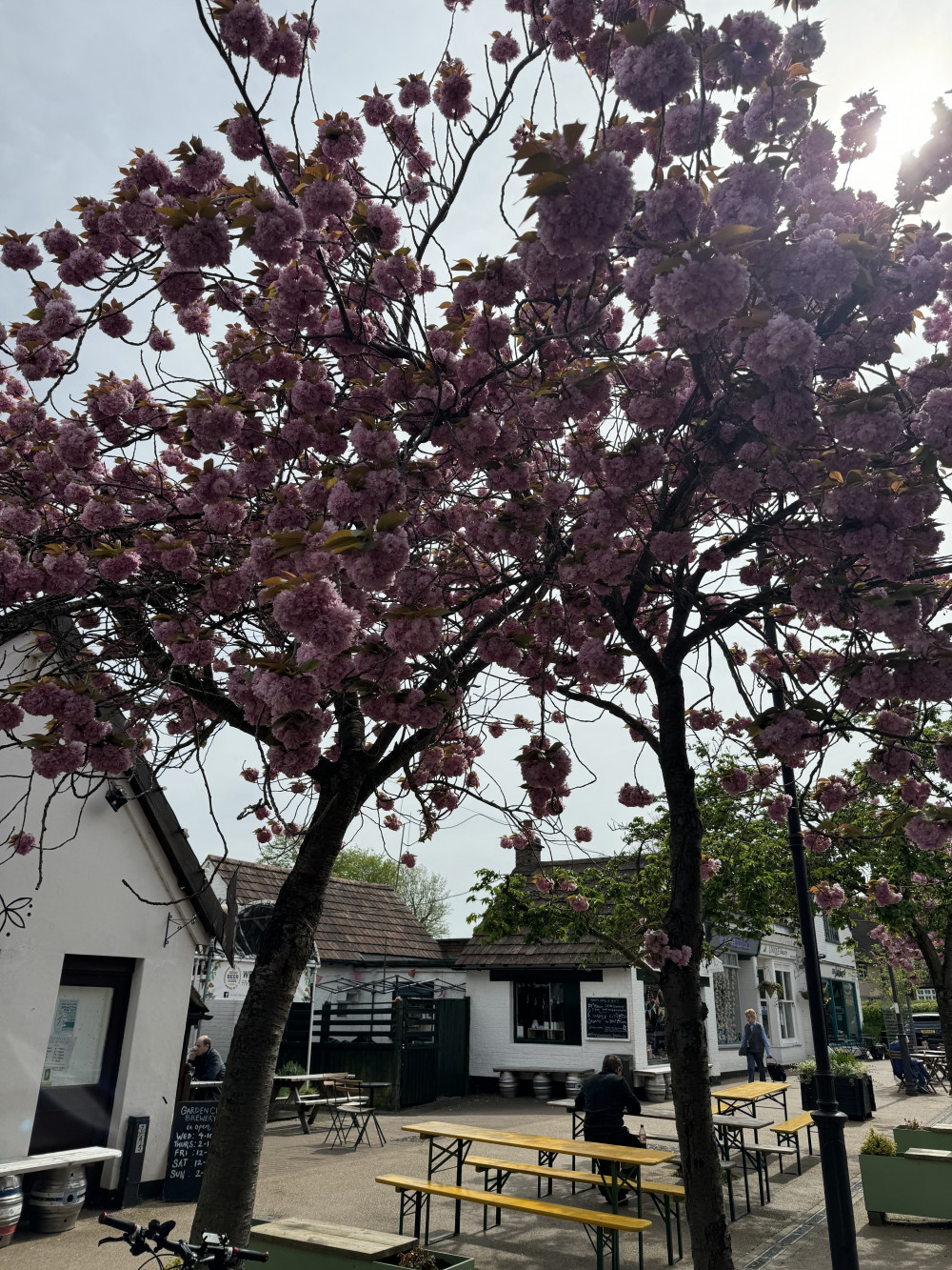 Blooming Marvellous: Catch Letchworth's wonderful cherry blossom in bloom while you can this spring. PICTURE: Letchworth Nub News visited The Wynd recently to take in the wonderful cherry blossom - why not catch the lovely sight while you can. CREDIT: Letchworth Nub News  