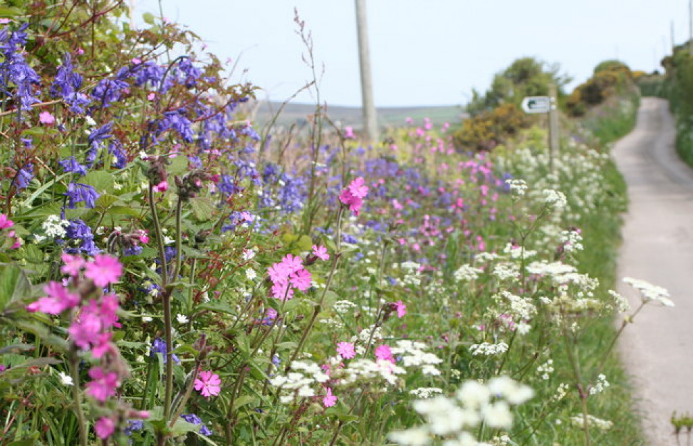 Reducing grass cutting led to scenes like these across Somerset last year. 