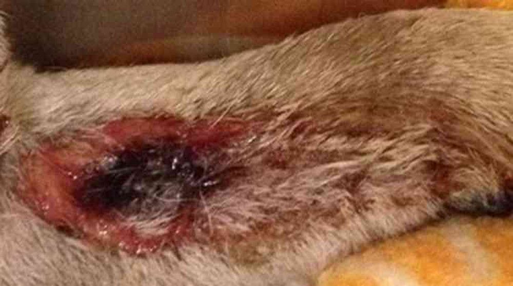 Example of Alabama Rot lesion Photo courtesy Anderson Moores Veterinary Specialists Example of Alabama Rot lesion Photo courtesy Anderson Moores Veterinary Specialists