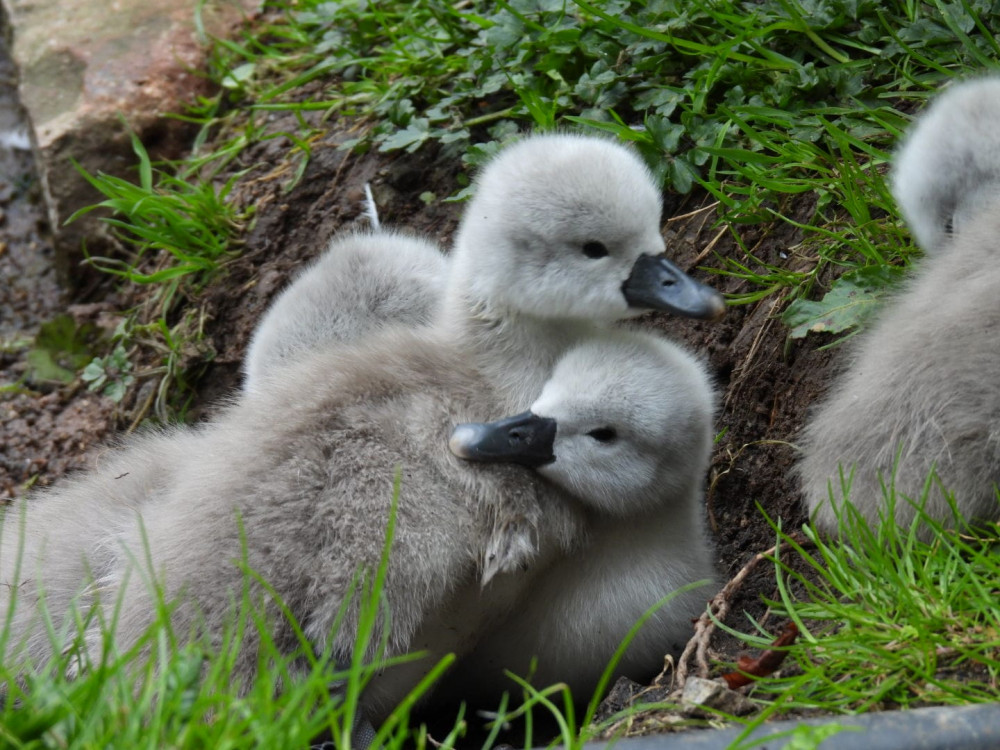 The attack by the animal resulted in the death of a cygnet at the moat.