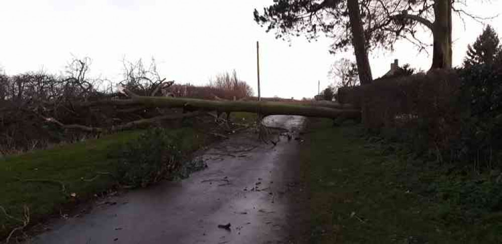 Stock felled tree image courtesy of Liz Elliott Stock felled tree image courtesy of Liz Elliott