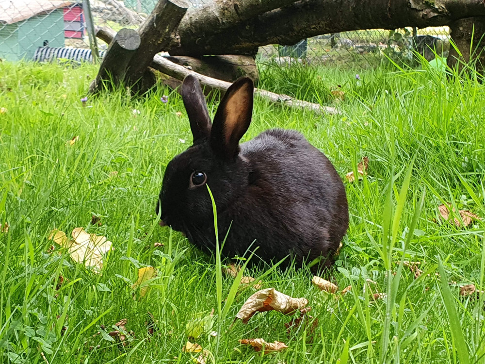 Rabbit at Ferne Animal Sanctuary