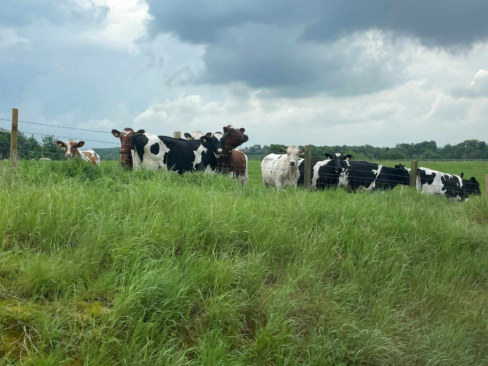 A rail service to Crewe was delayed after a cow was seen by the track near Goostrey (Nub News).