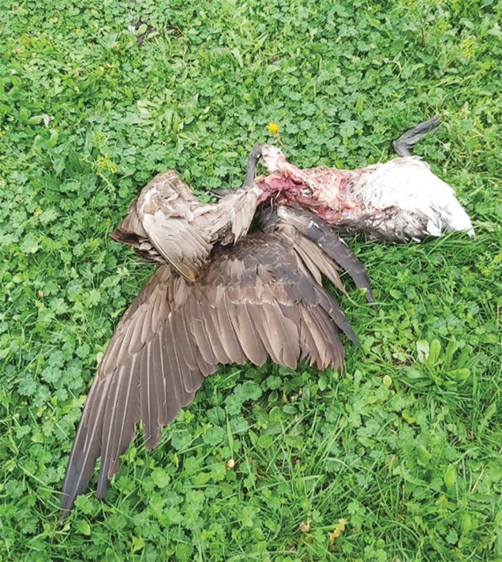 One of the mutilated birds found in Chadwell St Mary 