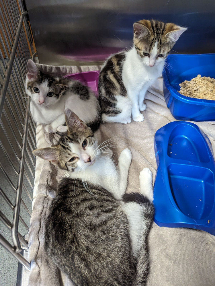 A cat and her three kittens have received urgent help after being found by a jogger, abandoned in a carrier on the edge of Queens Park in Crewe (RSPCA).