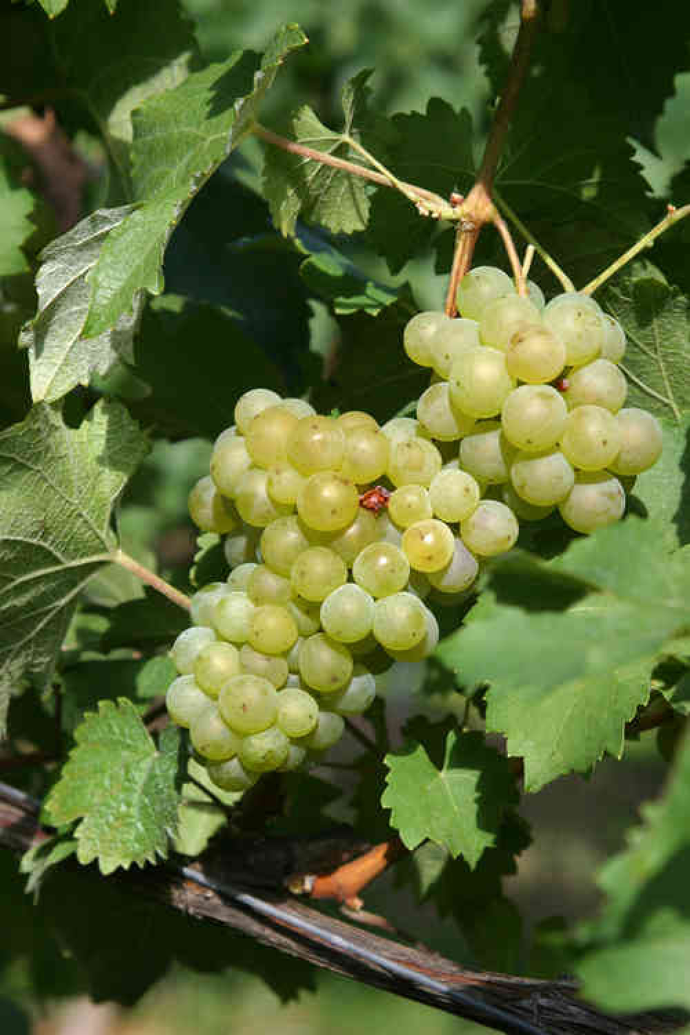 Bacchus grapes, which would be grown at the vineyard.