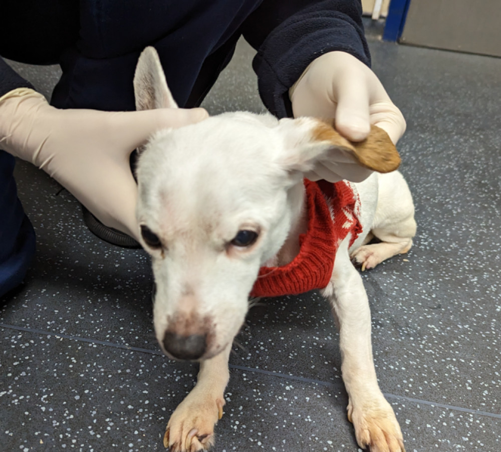 Pip, a Jack Russell Terrier, had advanced renal and dental disease and was said to be 'lethargic and weak' (Image - RSPCA)