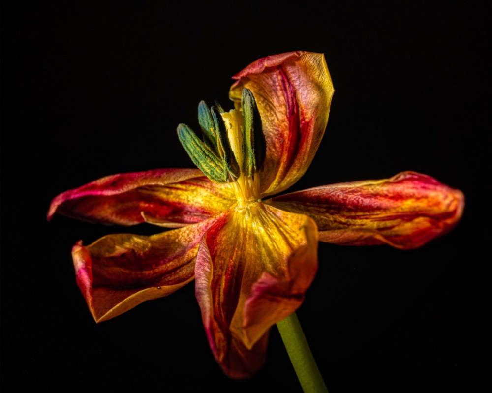 'Hanging On', submitted by one of Kingston Camera Club’s latest members at one of its regular Projected Digital Image competitions. (Photo: Edmund White via Kingston Camera Club)