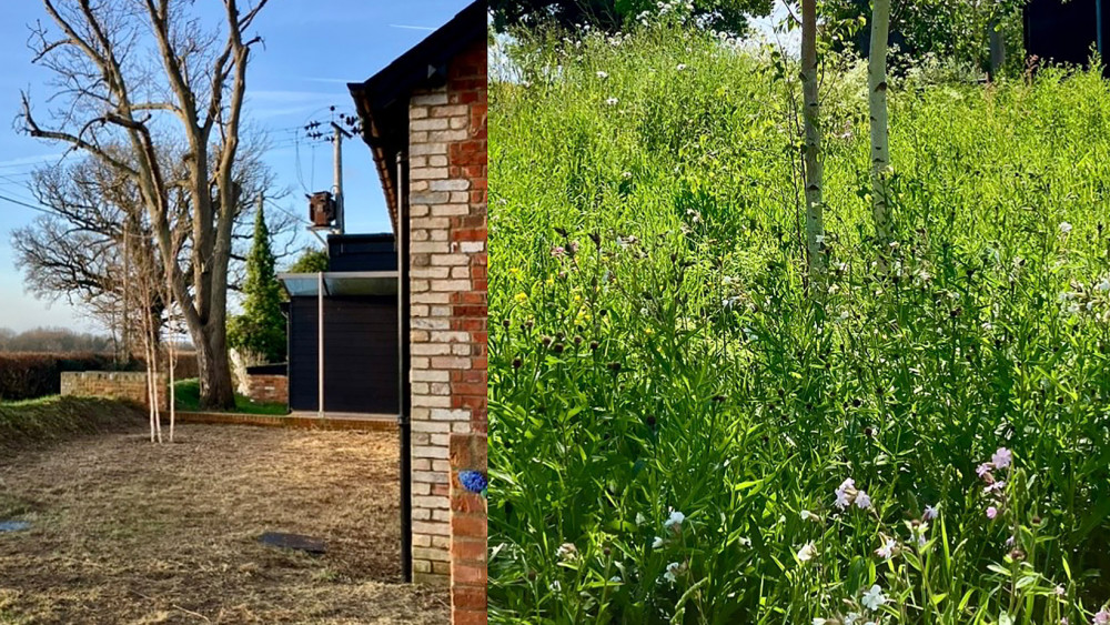 A Creaksea Lane Garden transformed during #NoMowMay. (Photo: Angela Barry)