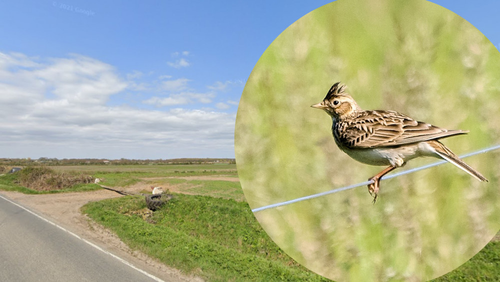 A field just off Hackman's lane, nearby to the proposed development [left], a Skylark [right]. (Photo: Google Streetview/ Stock Image)