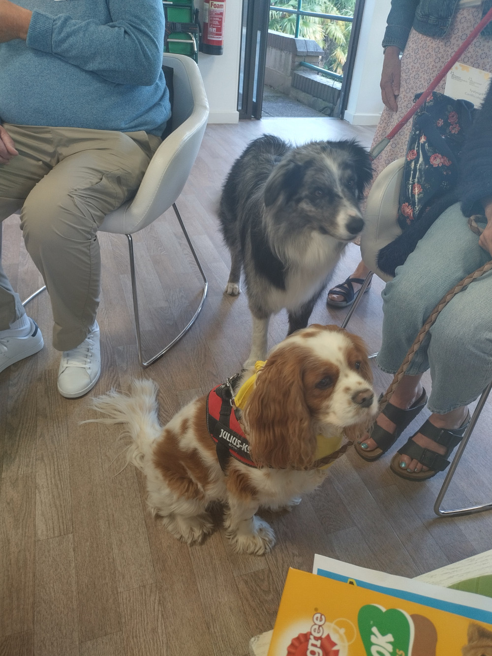 Acer and Alfie, pet therapy dogs, who visit the hospice once a month 