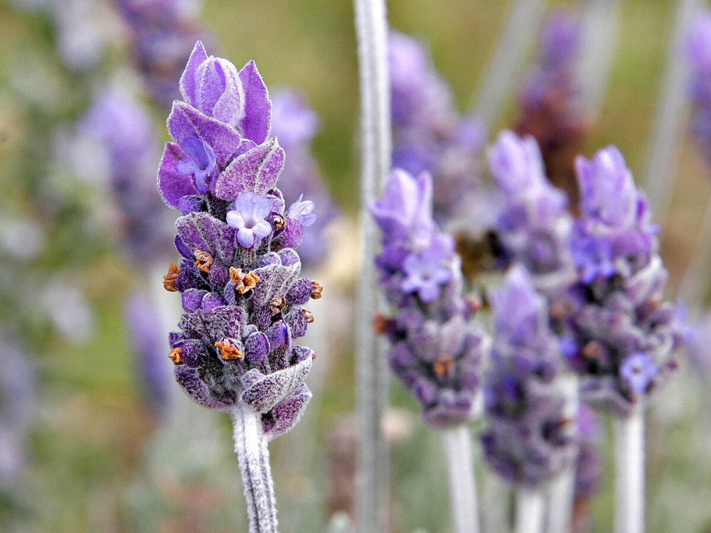 This month we welcome a talk from Baz Hamblin on the subject of Lavender.