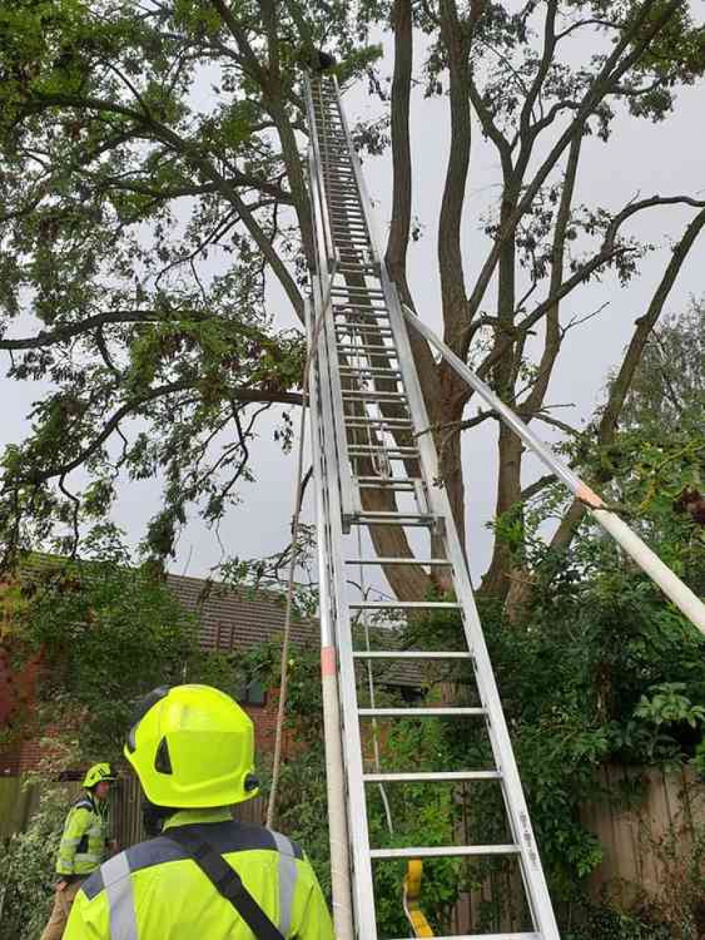 Lottie hiding in a tree before her resue. Courtesy of Oakham Fire Station Lottie hiding in a tree before her resue. Courtesy of Oakham Fire Station