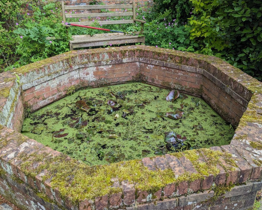 Bodies of puppies and juvenile foxes were found in a garden pond on Sunday, 9 June, with the incident being described as ‘an incredibly unusual and suspicious scenario’. (Photo: RSPCA)