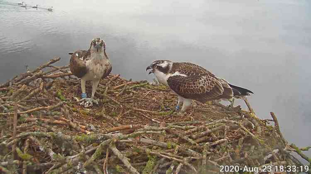 Courtesy of Rutland Osprey Project