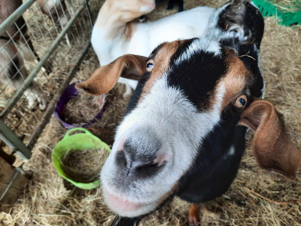 Feed the animals in fancy dress at the farm! Feed the animals in fancy dress at the farm!