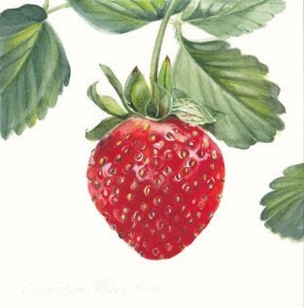 Introduction to Botanical Art Drawing - 1 day course