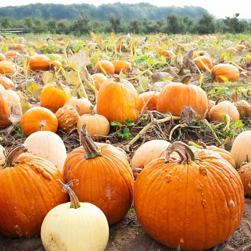 Pumpkin Patch at Standalone Farm