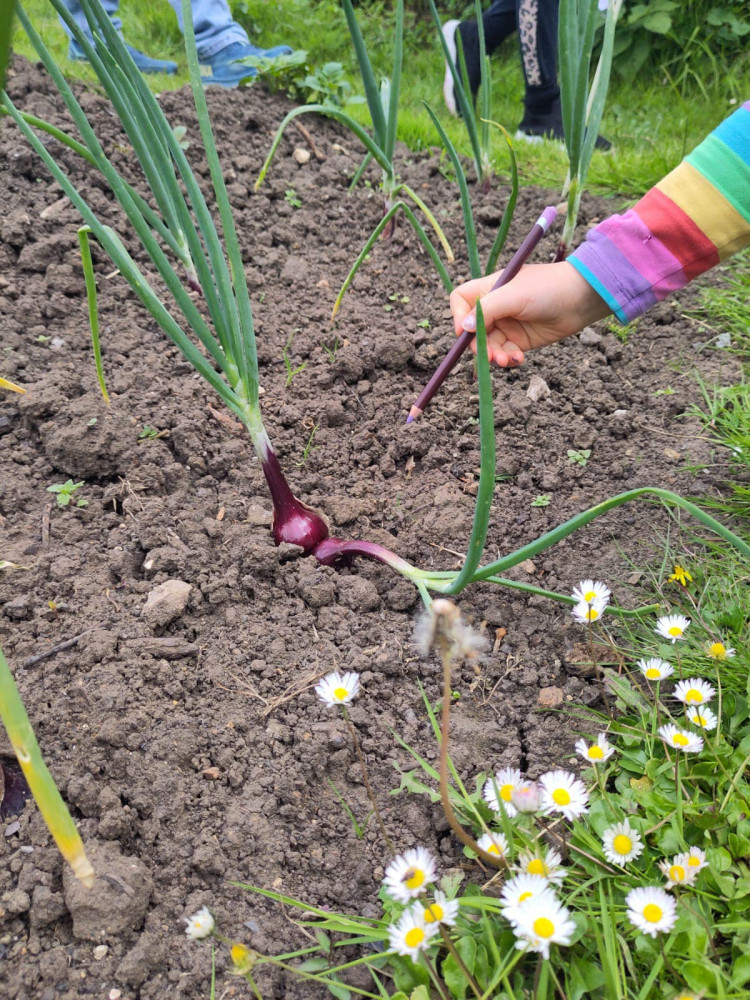 Exploring the allotment in Frome (image supplied)