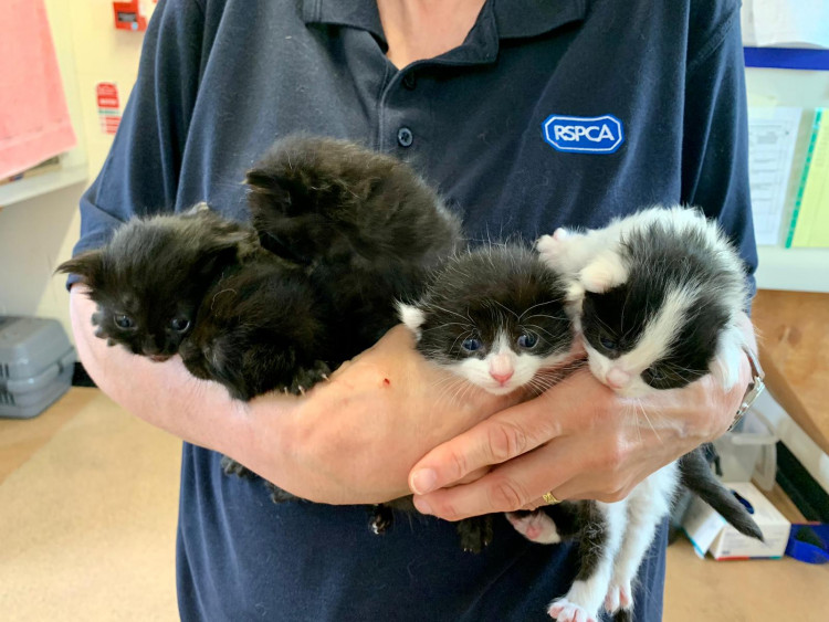 These kittens were rescued from a shed in Crewe. (Photo: RSPCA)