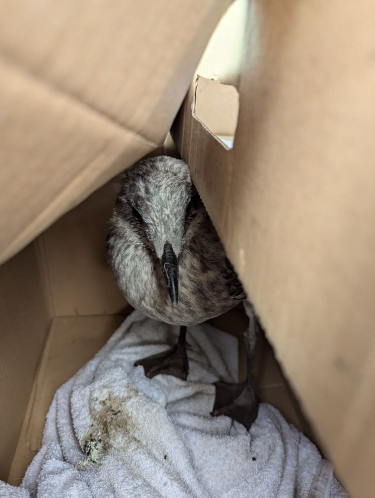 The baby gullgot into difficulty after falling into an area which couldn't be easily accessed at a retail unit on Weston Road (RSPCA).