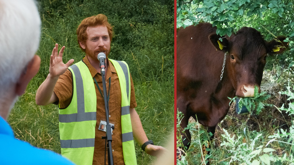 Elliot Newton, Kingston Council’s Biodiversity Officer, says he is aiming to bring a dozen cattle to the site by the end of 2024. (Photos: Oliver Monk)