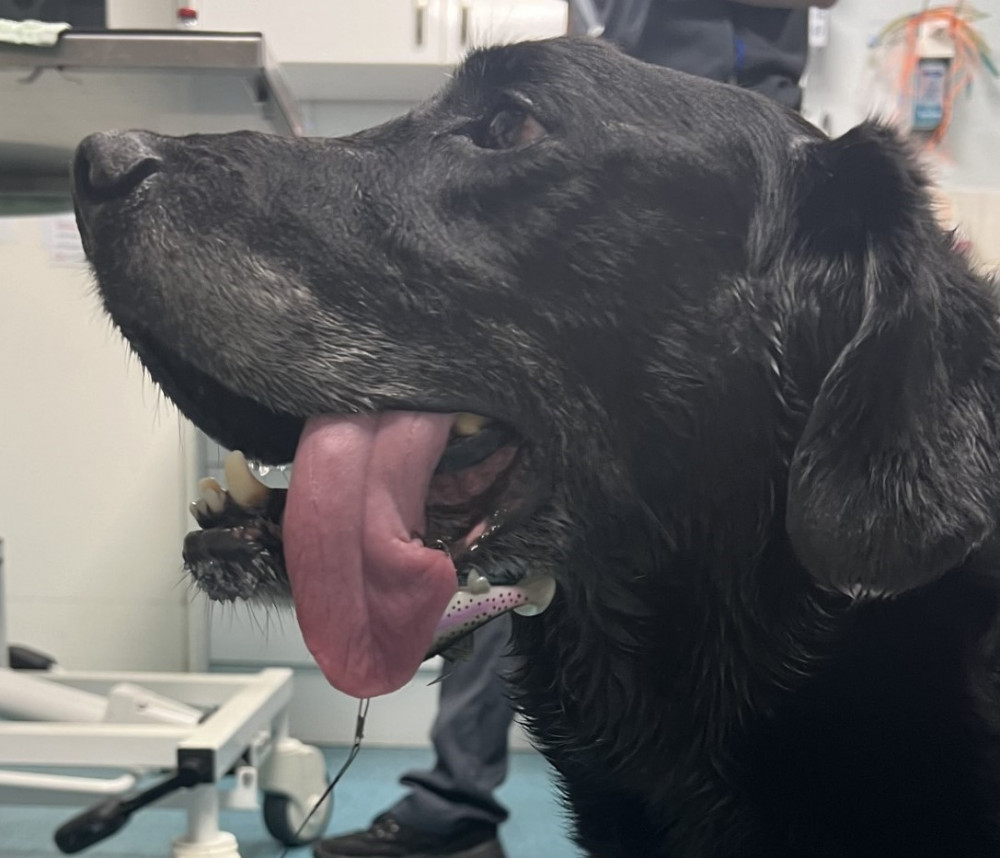 Twelve-year-old Labrador Charlie needed to have a fishing hook removed from his tongue at Avonvale Veterinary Centres (image via R Comms)