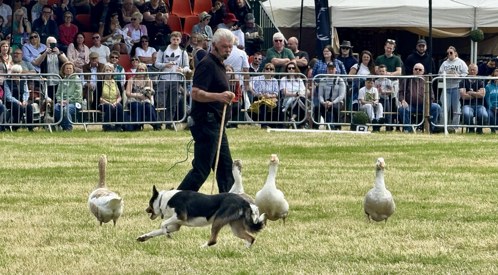 The sheepdog demonstrations were popular with visitors to the Ashby Show. All Photos: Coalville Nub News