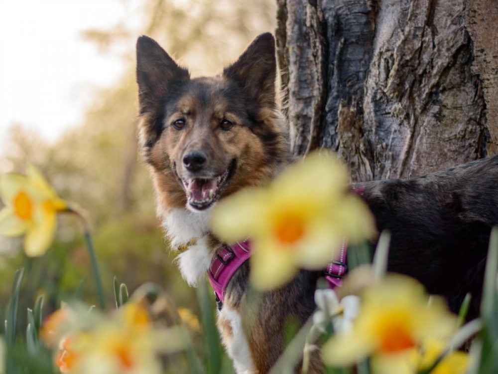 The events are running on Wednesdays at Dogs Trust Kenilworth (image via Dogs Trust)