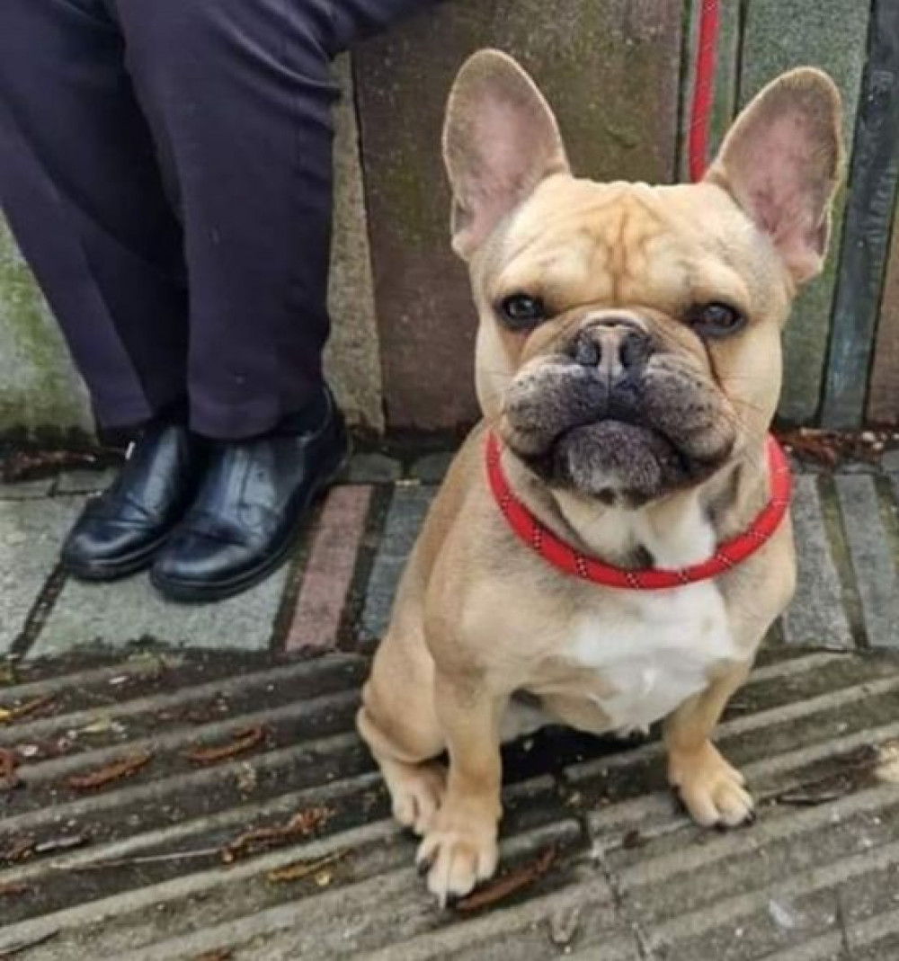 Adorable French bulldog, Leo, is looking for a forever home. (Photo: Alsager Animals in Need) 