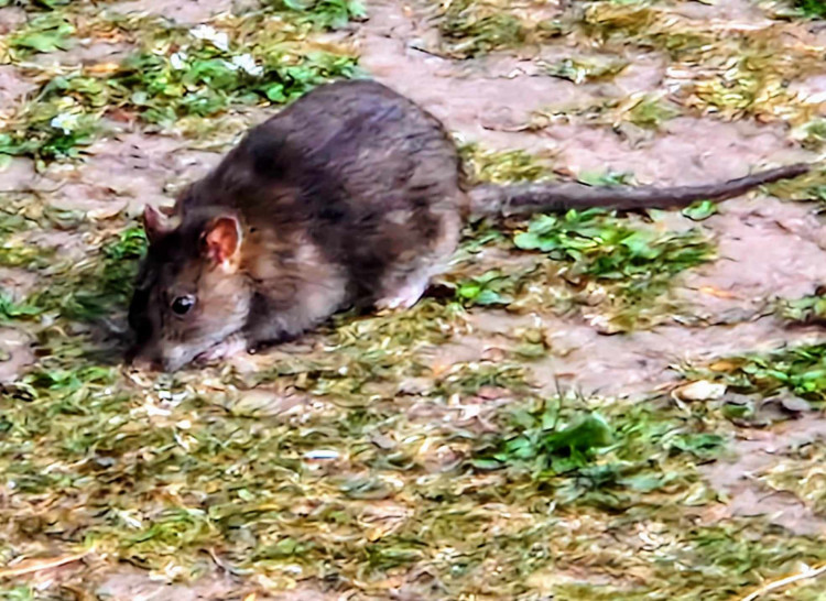 Dozens of 'huge' rats have seen running around Queens Park in Crewe, with Nub News witnessing the rodents in large numbers following reports from local residents (Ryan Parker).