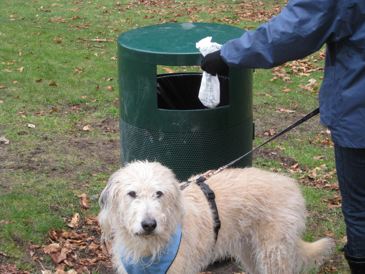 Frome Town Council said dog mess has become an increasing issue (Image by Lisa Parker via Flickr)