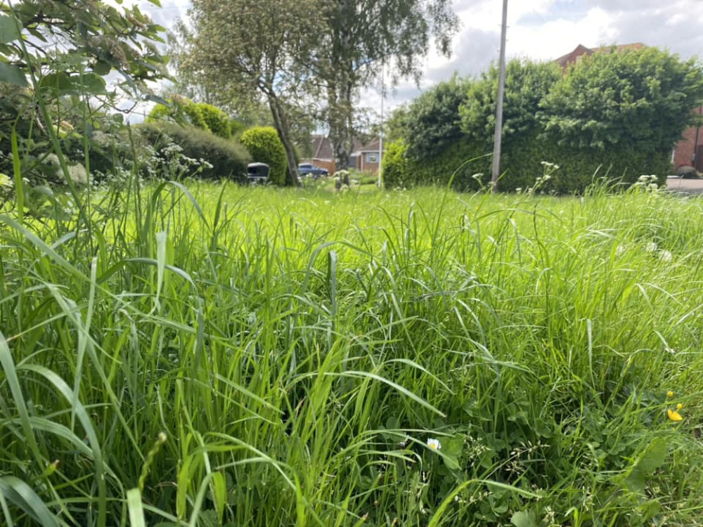 No Mow May has been run in Warwick district for the past two years (image by James Smith)