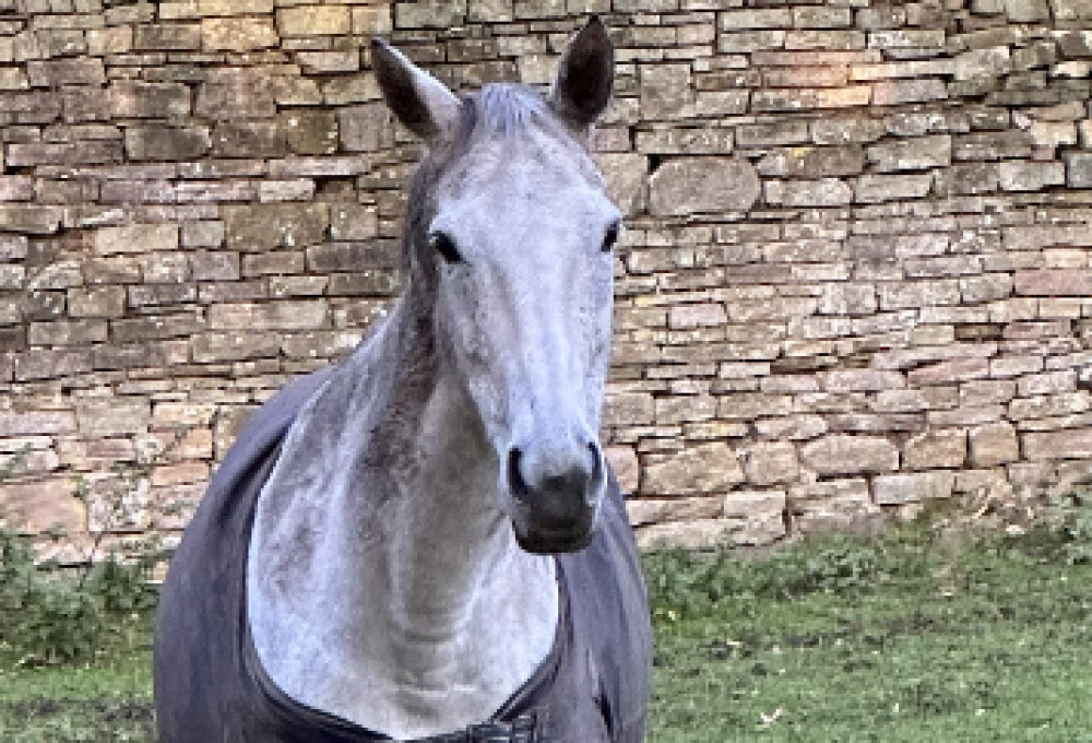 Macclesfield: How do you drive around horses? (Image - Macclesfield Nub News)