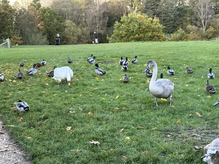 Ducks, swans and cygnets at Brereton Heath. 