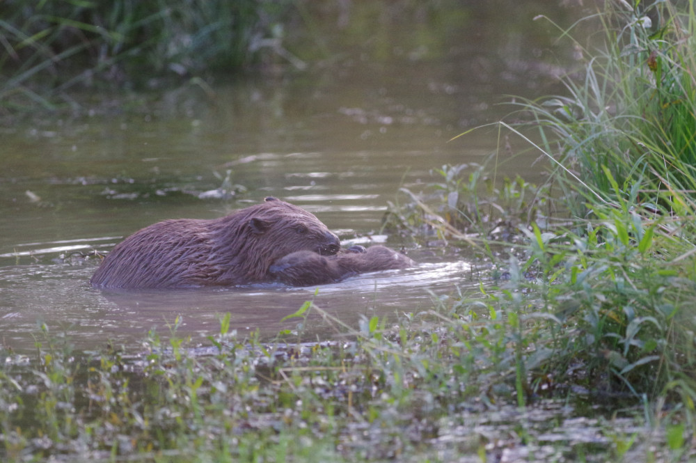 Beavers were introduced to Ealing, west London back in October 2023 as part of an urban wildlife project (credit: SWNS).