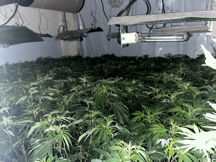 Rutland Police discovered a huge cannabis grow last week; an investigation is ongoing (Rutland Police).