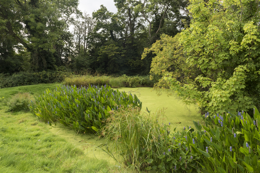 Fishponds Park, Surbiton (Credit: Kingston Council)