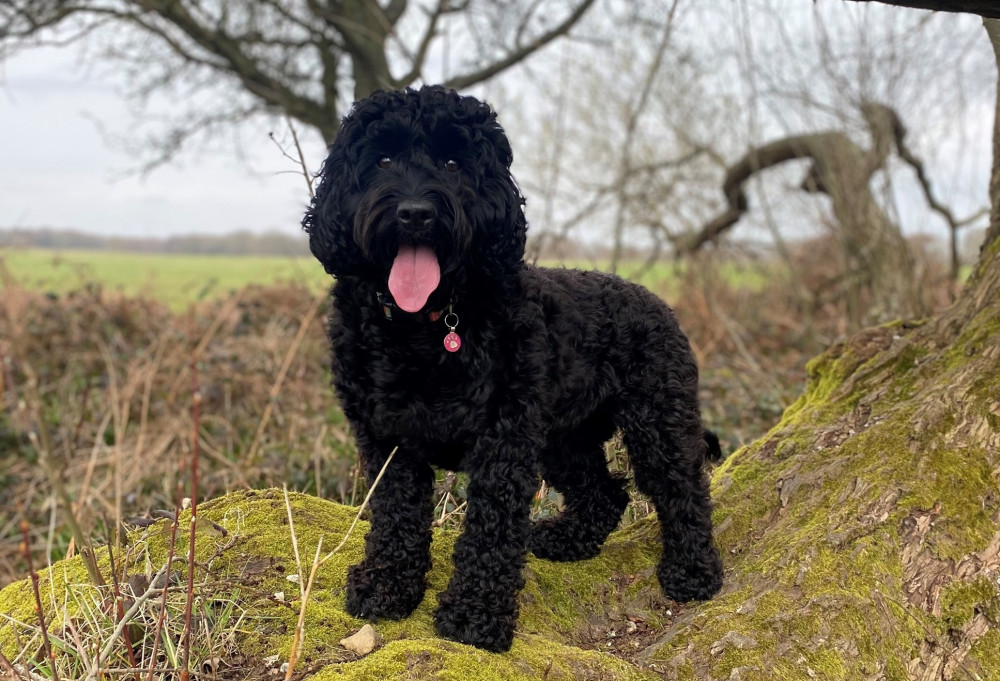 Badly injured two-year-old Sproodle Juno is now back on all paws after intricate spinal surgery at Davies Vet-erinary Specialists in Hertfordshire.  