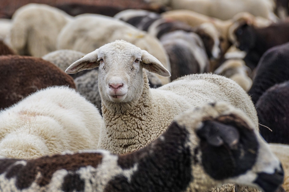 Some 69 lambs and 19 ewes were stolen (image by Pixabay)