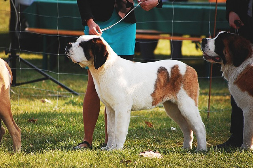 Don't miss the Maldon Doggie Weekend on Saturday. (Photo: Stock Image)