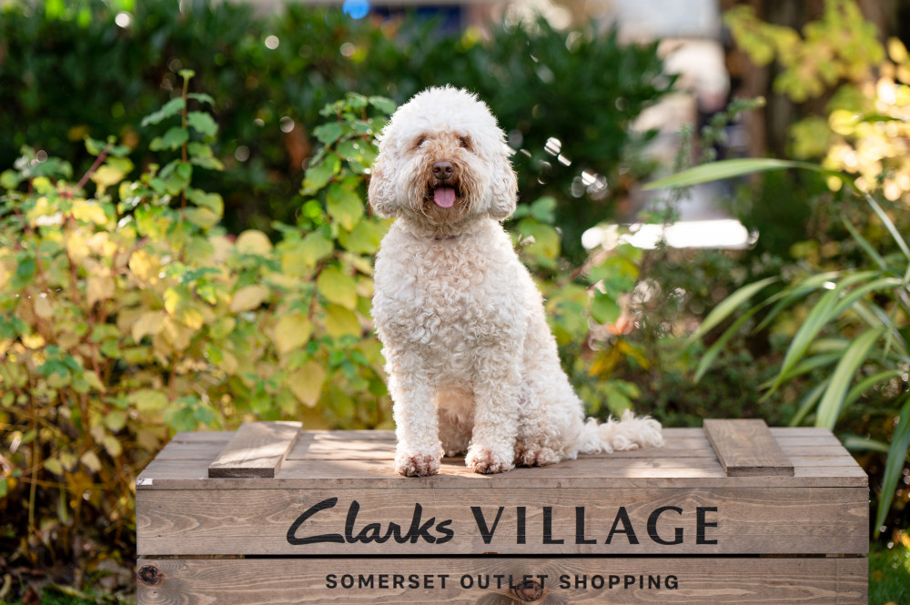 Clarks Village is set to be transformed into a doggy wonderland for its Pawsome Pooch event next weekend.  